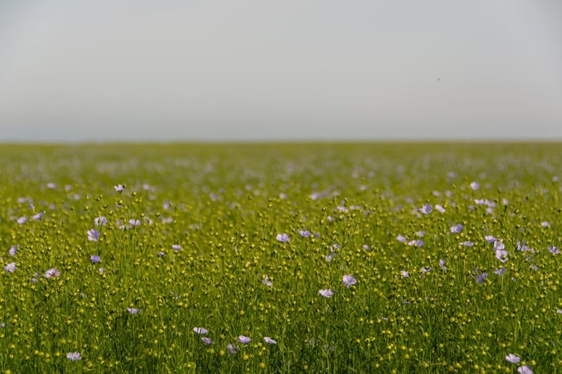 青空の下で咲く亜麻畑